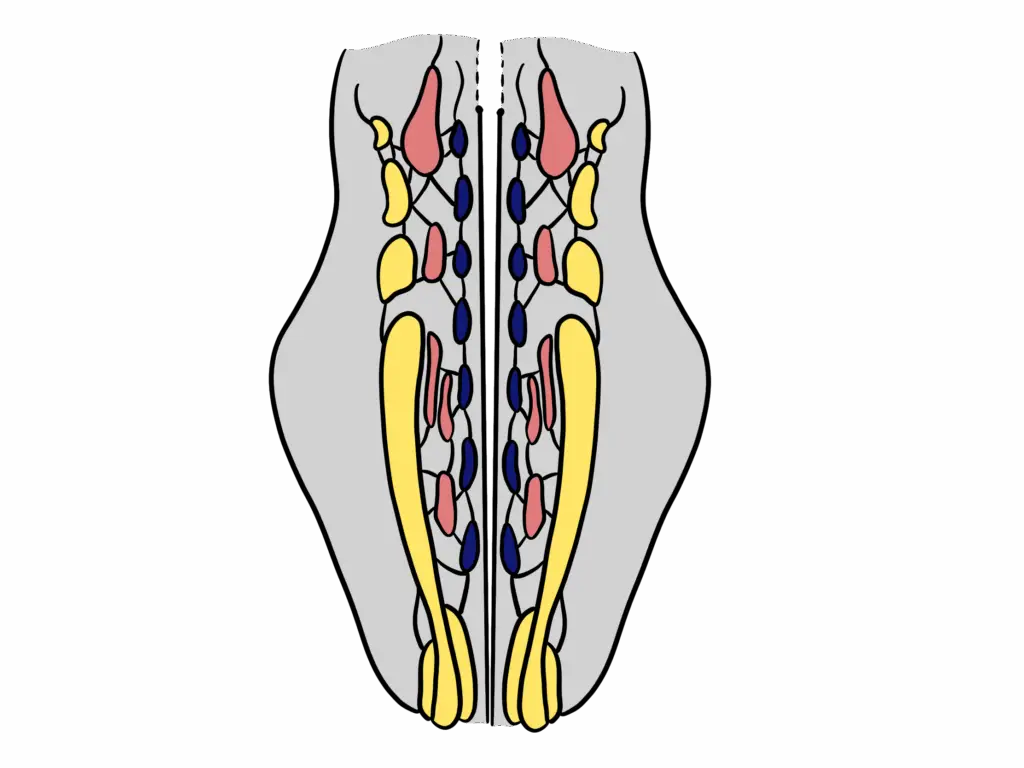 Vereinfachte Darstellung des retikulären Aktivierungssystems (RAS) als Nervennetzwerk im Hirnstamm, mit farblich abgesetzten Zellgruppen und Nervenbahnen.