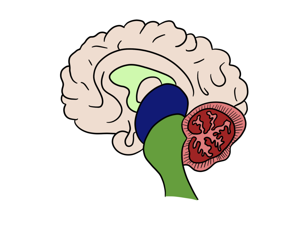 Darstellung der Gehirnbereiche bei ADHS und Reflexintegration: Stammhirn mit Retikulärem Aktivierungssystem (RAS), Basalganglien, Kleinhirn und Großhirnrinde – die neuromotorische Grundlage für Aufmerksamkeit, Bewegungssteuerung und Impulskontrolle.
